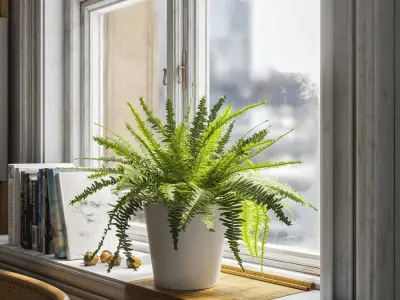  Boston Fern Potted Plant Model 