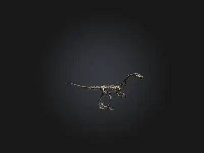 Realistic Diplodocus Skeleton Model Low-poly 3D model