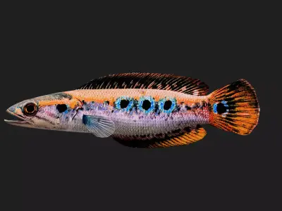 Snakehead Low-poly 3D model