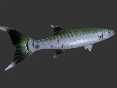 Barracuda mackerel fish Low-poly 3D model