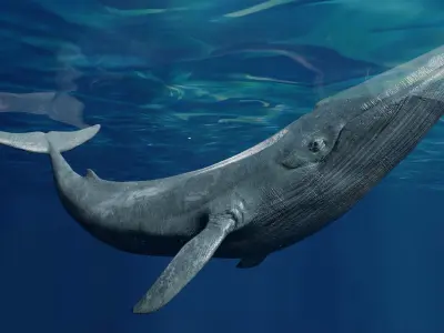 Blue Whale  Animated  Low-poly 3D model