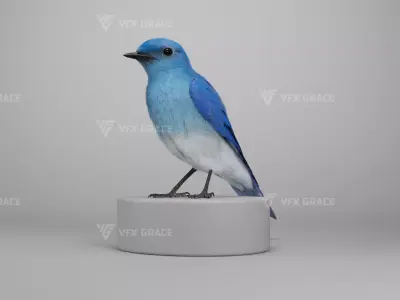 Sialia Currucoides Animation 3D Model Rigged for Blender 3D model