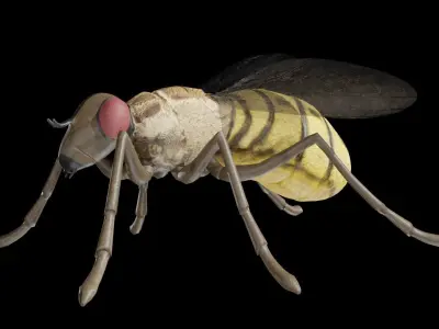 Housefly fully rigged low poly Low-poly 3D model
