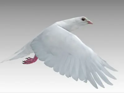 White Dove Low-poly 3D model