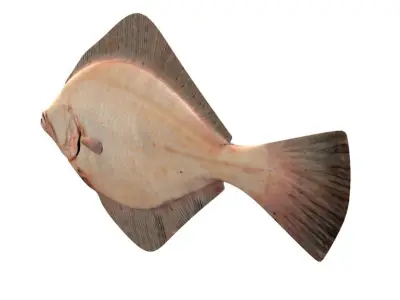 European Plaice Fish Pleuronectes Platessa 3D model