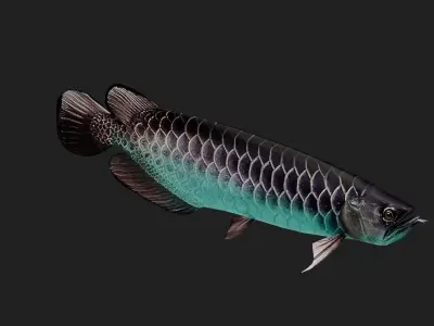Arowana Low-poly 3D model