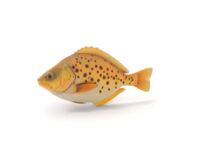 Spotted Fish model pack Low-poly 3D model