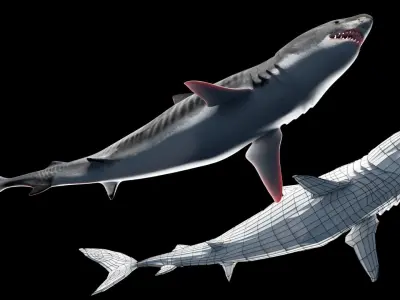 Animated Tiger Shark Low-poly 3D model