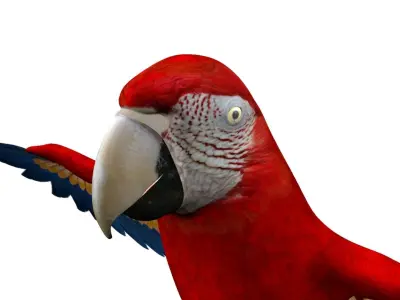 Macaw Rigged and Animation 3D model