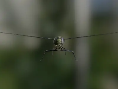Dragonfly rig animation PBR 3D model