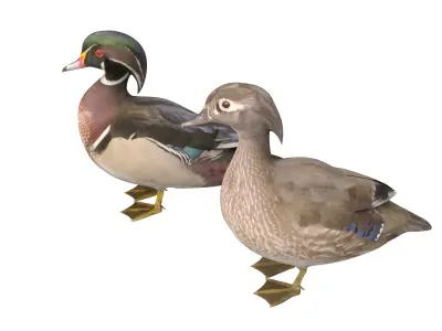 Mandarin Duck  Low-poly 3D model