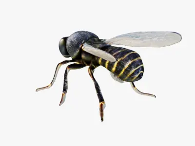Fly Animal Free 3D model