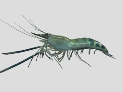 Macrobrachium Rosenbergii Realistic Animated Low-poly 3D model