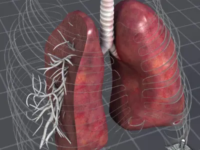 Lungs Anatomy 3D model