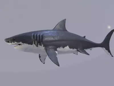 White Shark Animated OldModel Low-poly 3D model
