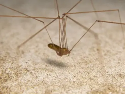 Spider Pholcus Phalangioides Rigged 3D model