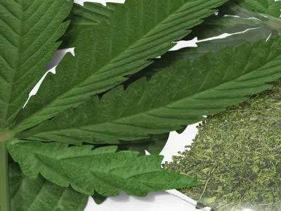 Cannabis Leafs with Dried Marijuana Green 3D model