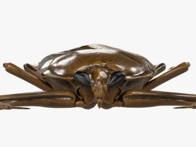 4K Giant Water Bug Low-poly 3D model