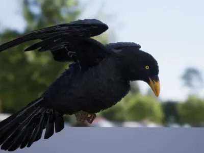 Ravens and Crows Low-poly 3D model