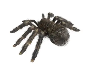 Psalmopoeus Cambridgei 3D model