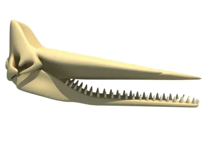 Sperm Whale Skull 3D model