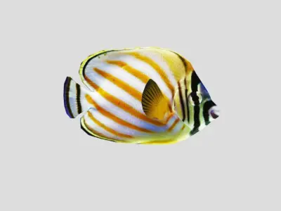 Clown Butterfly Realistic Animated Low-poly 3D model