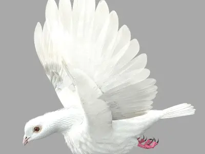 Dove - rigged - animated 3D model
