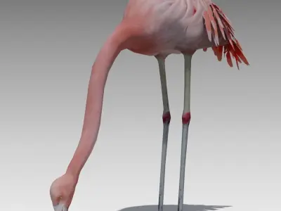 Flamingo Animated Low-poly 3D model