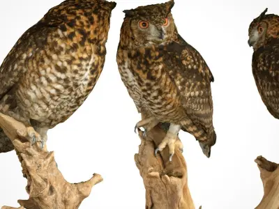 Bubo Capensis Owl Low-poly 3D model