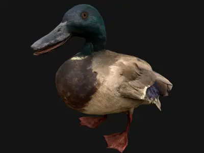 Mallard Duck Bird Low-poly 3D model