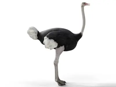 Ostrich Camel Bird Animal Low-poly 3D model