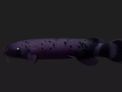Electriccatfish Low-poly 3D model