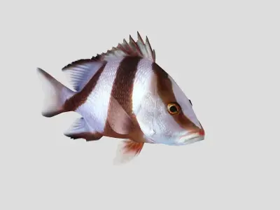 Emperor Red Snapper Fish Low-poly 3D model