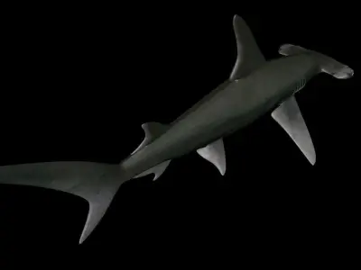 Great Hammerhead shark  - Sphyrna mokarran  3D model