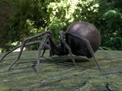 Spider Black Widow Low-poly 3D model