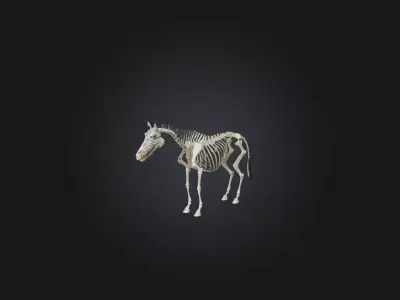Realistic Zebra Skeleton Model Low-poly 3D model