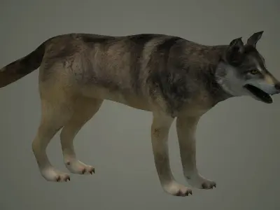 wolf animal low poly fur black arctic american mammal  3D model