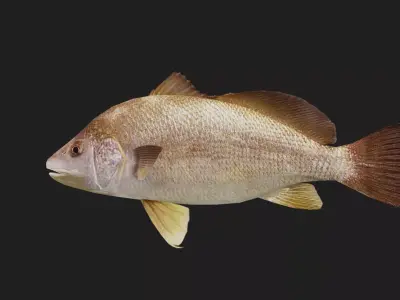 Darter Low-poly 3D model