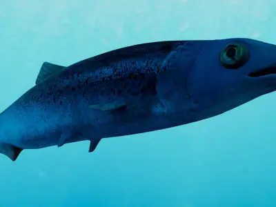 Realistic Anchovy sockeye salmon plush toy Low-poly 3D model