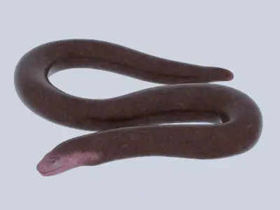 Blind snake Low-poly 3D model