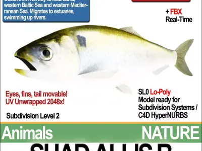 Allis Shad B 3D model