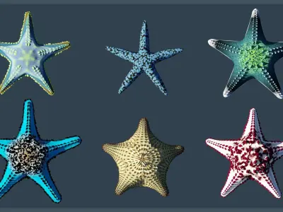 Starfish Variety Pack 2 Low-poly 3D model