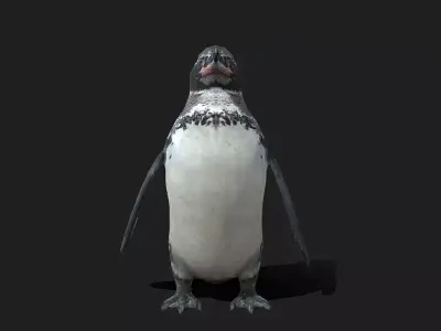Galapagos Penguin Low Poly Animated Free 3D model