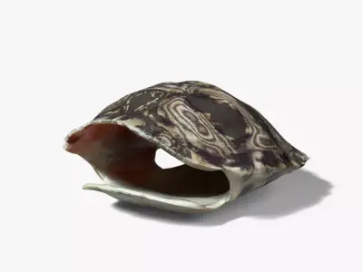 Painted Turtle Shell Free 3D model