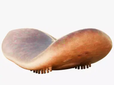  Odontogriphus Low-poly 3D model