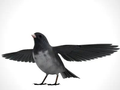 3D Bird Pack Dark Eyed Junco Male and Female Low-poly 3D model