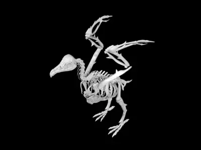 Vulture skeleton Low-poly 3D model
