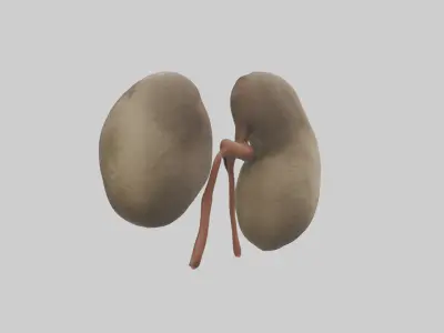 Sloth Kidneys 3D model