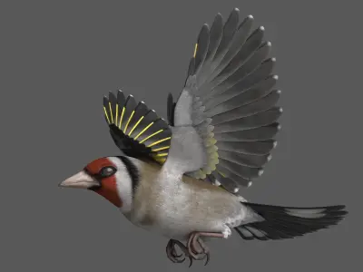 European Goldfinch Rigged 3D model