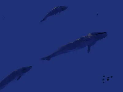 Blue Whale 3D Model Rigged Free low-poly 3D model